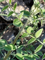 Indigofera lindheimeriana
