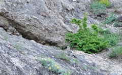 Garrulus glandarius iphigenia