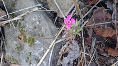 Oenothera deserticola