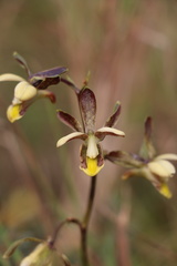 Eulophia parviflora