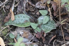 Holothrix orthoceras