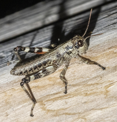 Dendrotettix quercus