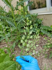 Thlaspi arvense