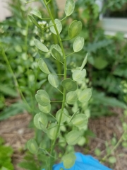 Thlaspi arvense