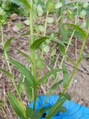 Thlaspi arvense