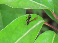 Pseudosphex ichneumonea