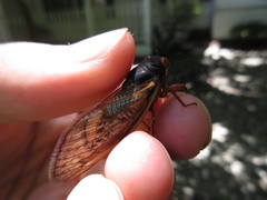 Magicicada septendecula