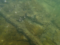 Acanthostracion polygonium