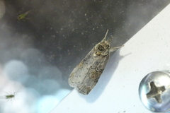 Nycteola asiatica