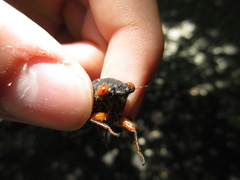 Magicicada septendecula