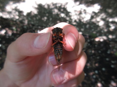 Magicicada septendecula