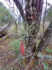 Tillandsia oaxacana