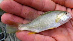 Bairdiella chrysoura