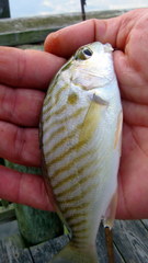 Leiostomus xanthurus