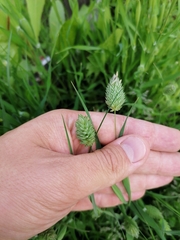 Phalaris canariensis