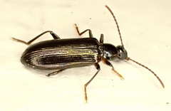 Statira basalis