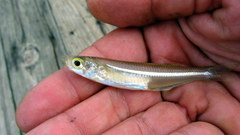 Atlantic Silverside photo 5