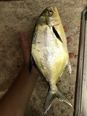Trachinotus carolinus