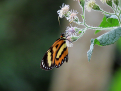 Placidina euryanassa