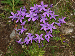 Campanula patula epigaea