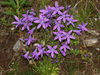 Campanula patula epigaea - Photo (c) Felix Riegel, some rights reserved (CC BY-NC), uploaded by Felix Riegel