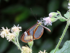 Ithomia agnosia