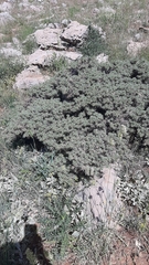 Astragalus echinus