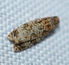 Phaecasiophora niveiguttana