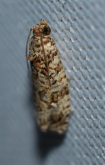 Phaecasiophora niveiguttana