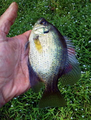 Centrarchus macropterus