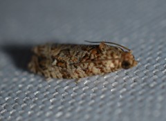 Phaecasiophora niveiguttana