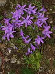 Campanula patula epigaea