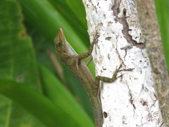 Anolis luciae