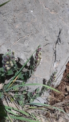 Scutellaria utriculata