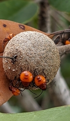 Euthyrhynchus floridanus