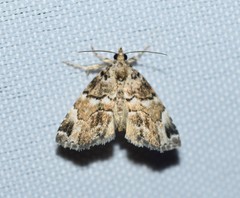 Cutina distincta
