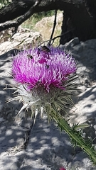 Onopordum cynarocephalum