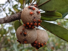 Euthyrhynchus floridanus