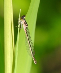 Ischnura cervula