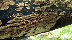 Trametes versicolor