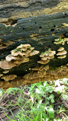 Trametes versicolor