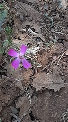 Silene damascena