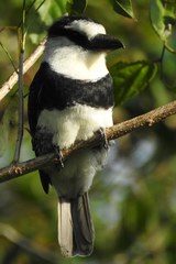 Notharchus hyperrhynchus