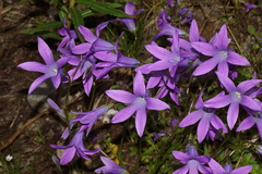 Campanula patula epigaea