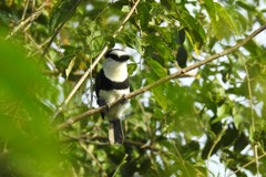 Notharchus hyperrhynchus