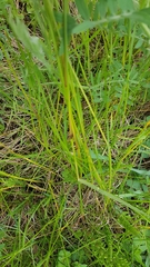 Agrostidinae