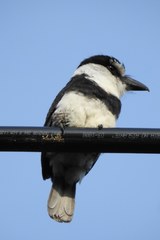 Notharchus hyperrhynchus