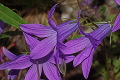 Campanula patula epigaea