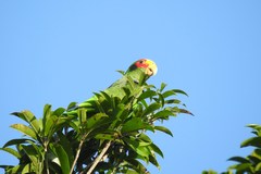 Amazona xantholora