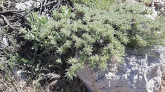 Astragalus echinus